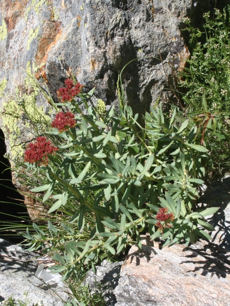 Pflanzenbild gross Rosenwurz - Rhodiola rosea