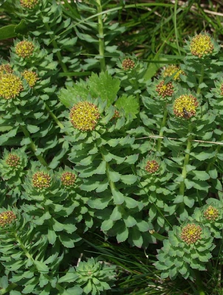 Pflanzenbild gross Rosenwurz - Rhodiola rosea
