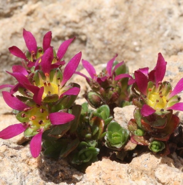 Pflanzenbild gross Zweiblütiger Steinbrech - Saxifraga biflora