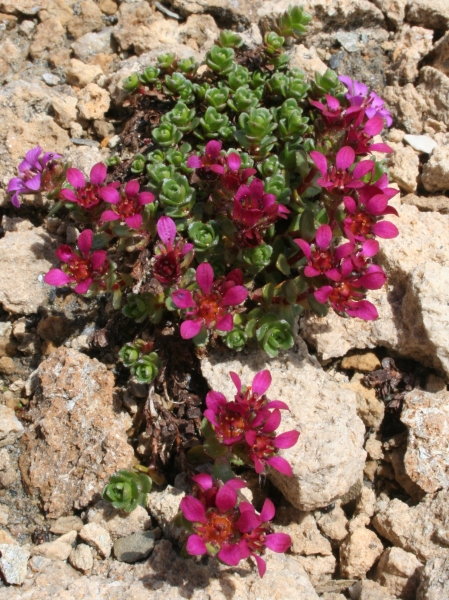 Pflanzenbild gross Zweiblütiger Steinbrech - Saxifraga biflora