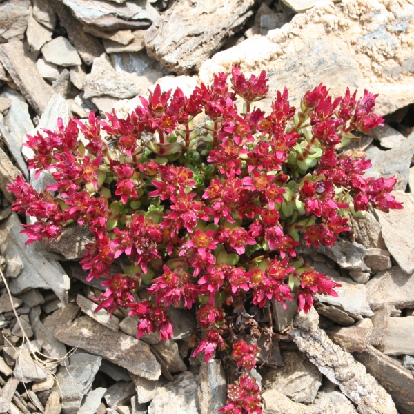 Pflanzenbild gross Zweiblütiger Steinbrech - Saxifraga biflora