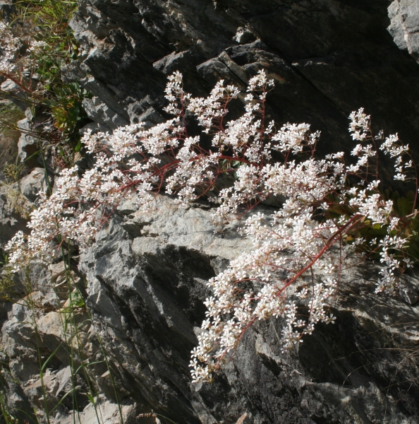 Pflanzenbild gross Strauss-Steinbrech - Saxifraga cotyledon