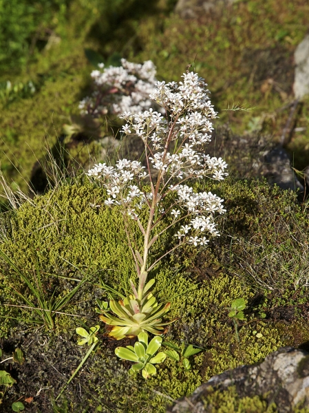 Pflanzenbild gross Strauss-Steinbrech - Saxifraga cotyledon