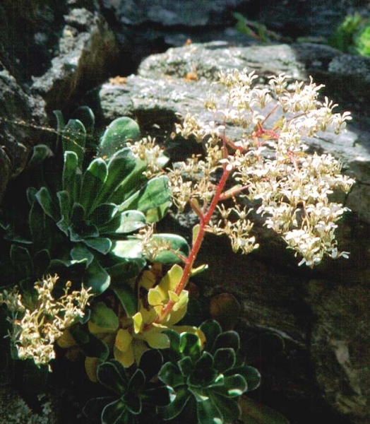 Pflanzenbild gross Strauss-Steinbrech - Saxifraga cotyledon