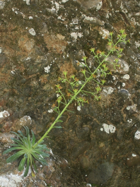 Pflanzenbild gross Kies-Steinbrech - Saxifraga mutata