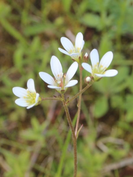 Pflanzenbild gross Knöllchen-Steinbrech - Saxifraga granulata