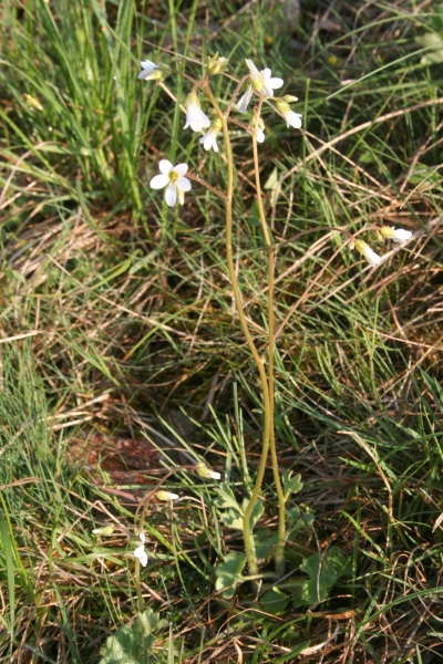 Pflanzenbild gross Knöllchen-Steinbrech - Saxifraga granulata