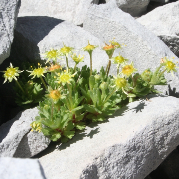 Pflanzenbild gross Blattloser Steinbrech - Saxifraga aphylla