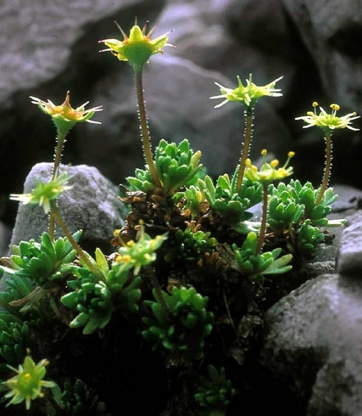 Pflanzenbild gross Blattloser Steinbrech - Saxifraga aphylla