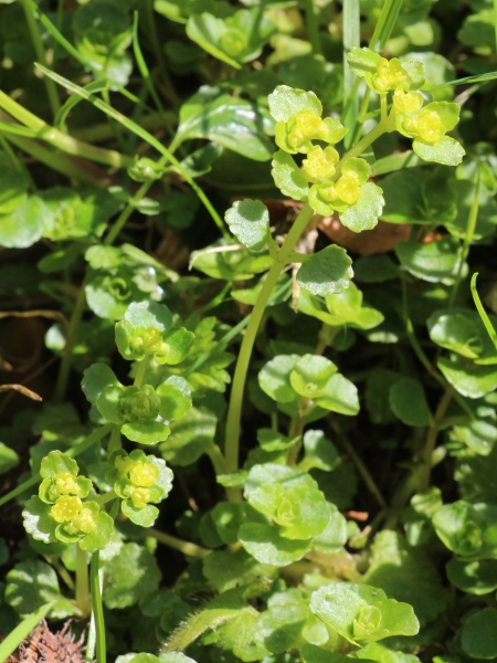 Pflanzenbild gross Gegenblättriges Milzkraut - Chrysosplenium oppositifolium
