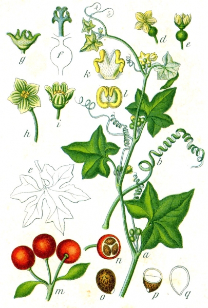 Pflanzenbild gross Zweihäusige Zaunrübe - Bryonia dioica
