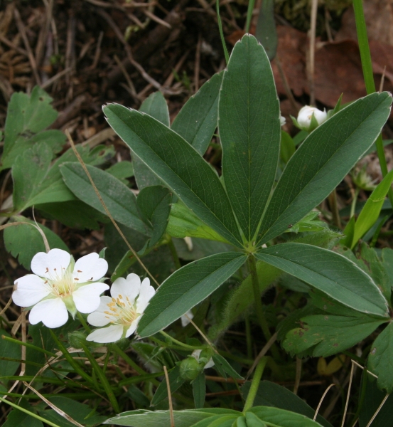 Pflanzenbild gross Weisses Fingerkraut - Potentilla alba