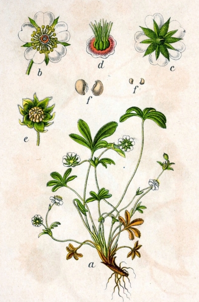 Pflanzenbild gross Weisses Fingerkraut - Potentilla alba