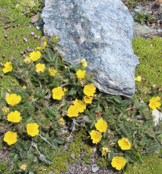 Pflanzenbild gross Gletscher-Fingerkraut - Potentilla frigida