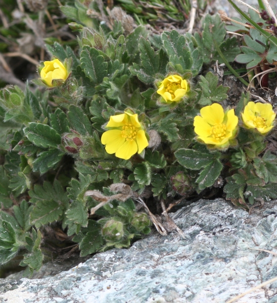 Pflanzenbild gross Gletscher-Fingerkraut - Potentilla frigida