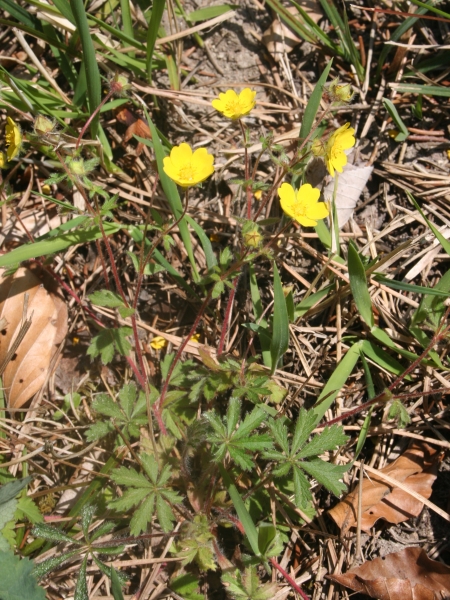 Pflanzenbild gross Siebenblättriges Fingerkraut - Potentilla heptaphylla