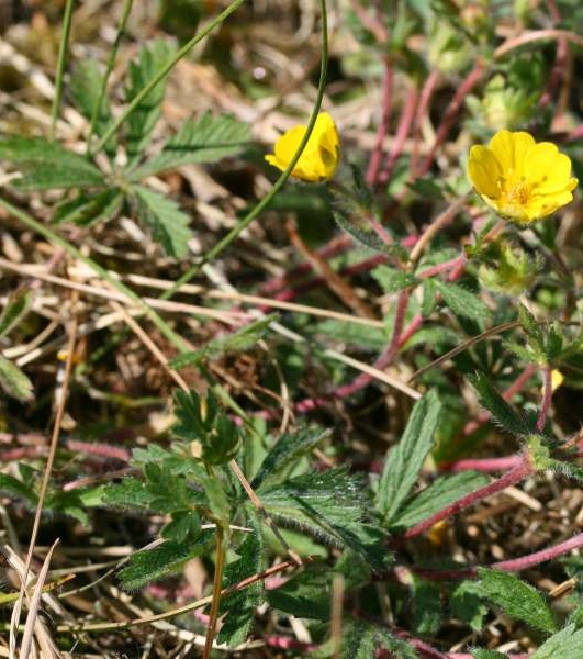 Pflanzenbild gross Siebenblättriges Fingerkraut - Potentilla heptaphylla
