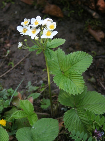 Pflanzenbild gross Moschus-Erdbeere - Fragaria moschata