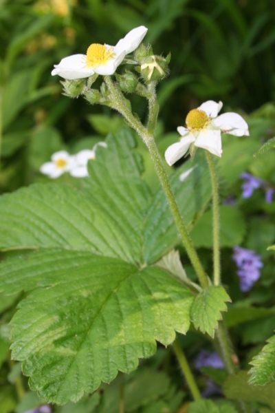 Pflanzenbild gross Moschus-Erdbeere - Fragaria moschata