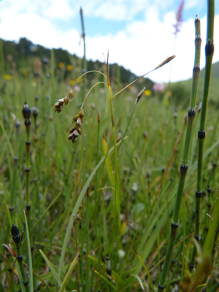 Pflanzenbild gross Haarstielige Segge - Carex capillaris
