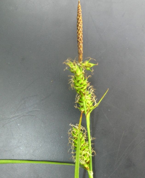 Pflanzenbild gross Saum-Segge - Carex hostiana