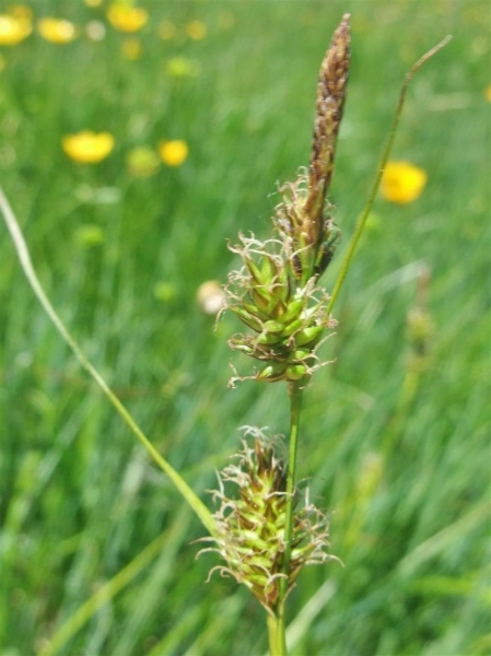 Pflanzenbild gross Saum-Segge - Carex hostiana