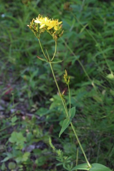 Pflanzenbild gross Berg-Johanniskraut - Hypericum montanum