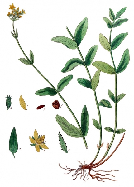 Pflanzenbild gross Berg-Johanniskraut - Hypericum montanum