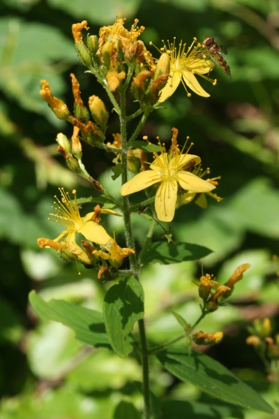 Pflanzenbild gross Behaartes Johanniskraut - Hypericum hirsutum