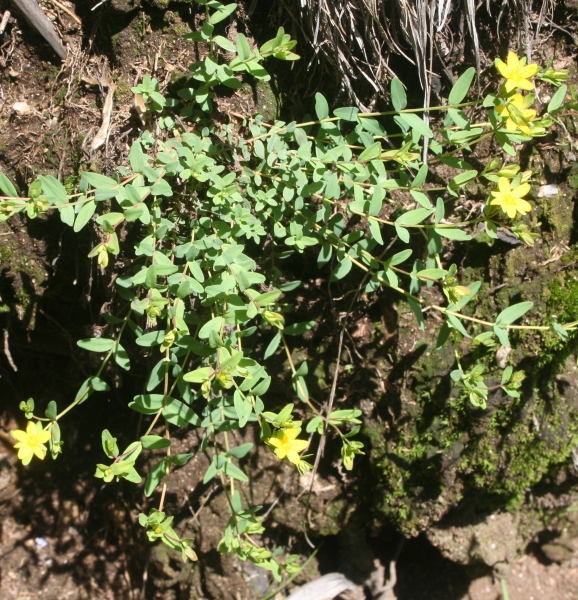 Pflanzenbild gross Niederliegendes Johanniskraut - Hypericum humifusum