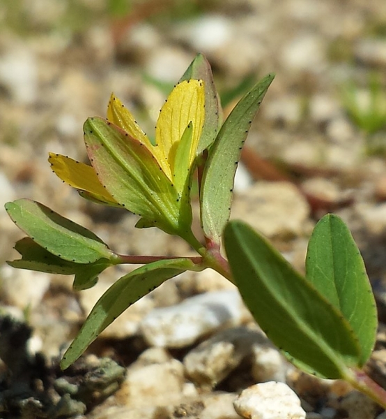 Pflanzenbild gross Niederliegendes Johanniskraut - Hypericum humifusum