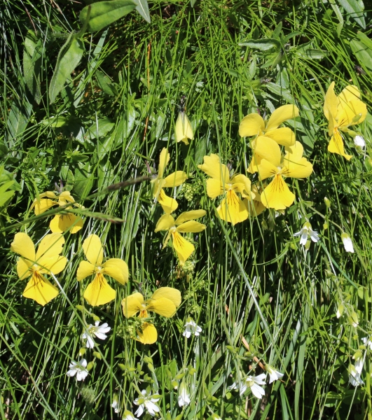 Pflanzenbild gross Gelbes Alpen-Stiefmütterchen - Viola lutea