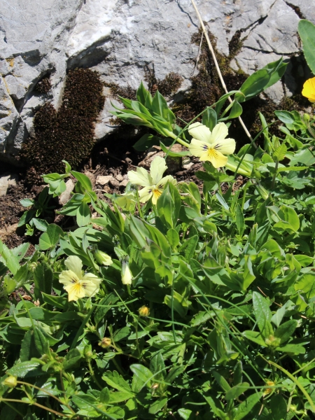 Pflanzenbild gross Gelbes Alpen-Stiefmütterchen - Viola lutea
