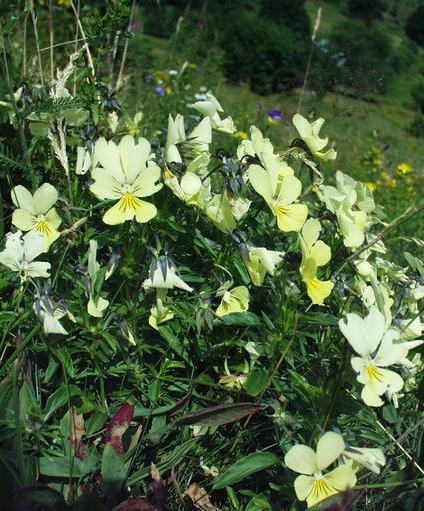 Pflanzenbild gross Gelbes Alpen-Stiefmütterchen - Viola lutea
