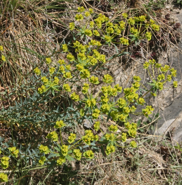 Pflanzenbild gross Steppen-Wolfsmilch - Euphorbia seguieriana subsp. seguieriana