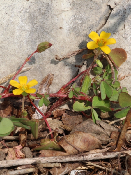 Pflanzenbild gross Gehörnter Sauerklee - Oxalis corniculata