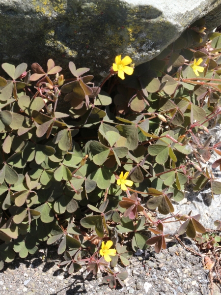 Pflanzenbild gross Gehörnter Sauerklee - Oxalis corniculata