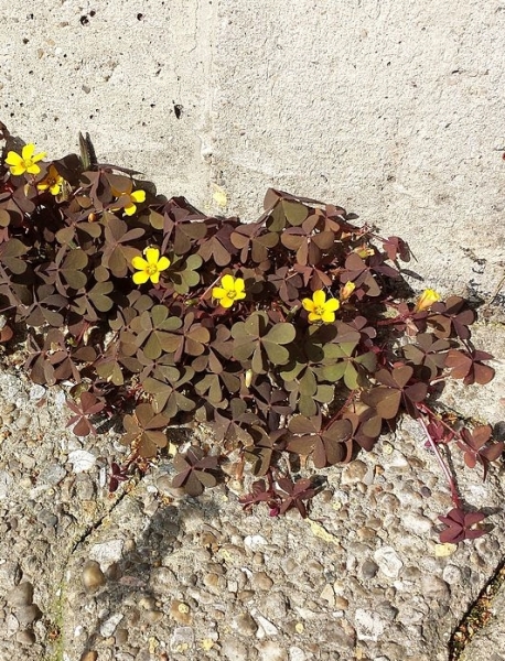Pflanzenbild gross Gehörnter Sauerklee - Oxalis corniculata