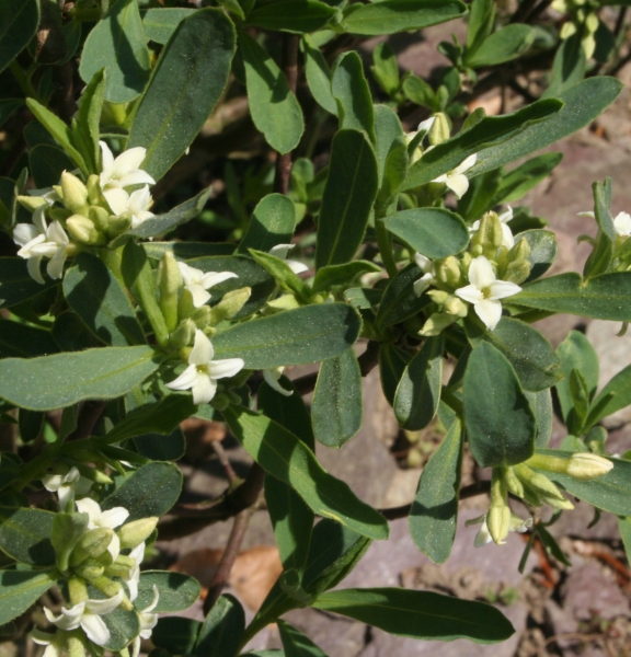 Pflanzenbild gross Alpen-Seidelbast - Daphne alpina