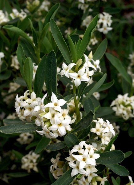 Pflanzenbild gross Alpen-Seidelbast - Daphne alpina