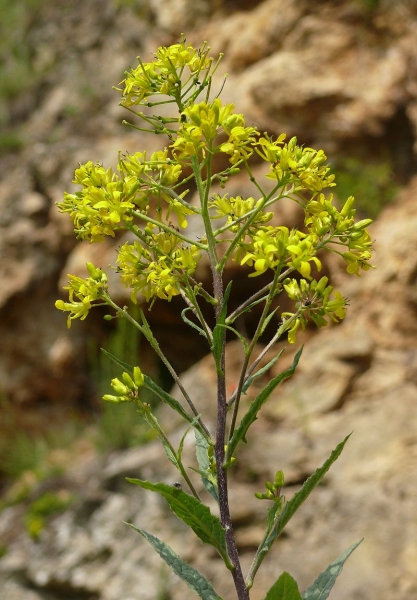 Pflanzenbild gross Steife Rauke - Sisymbrium strictissimum