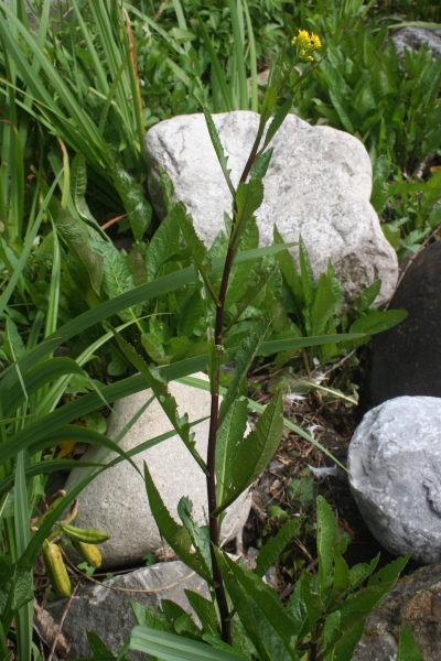 Pflanzenbild gross Wasser-Sumpfkresse - Rorippa amphibia