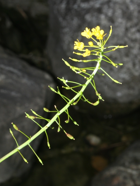Pflanzenbild gross Wasser-Sumpfkresse - Rorippa amphibia