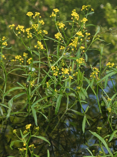 Pflanzenbild gross Wasser-Sumpfkresse - Rorippa amphibia