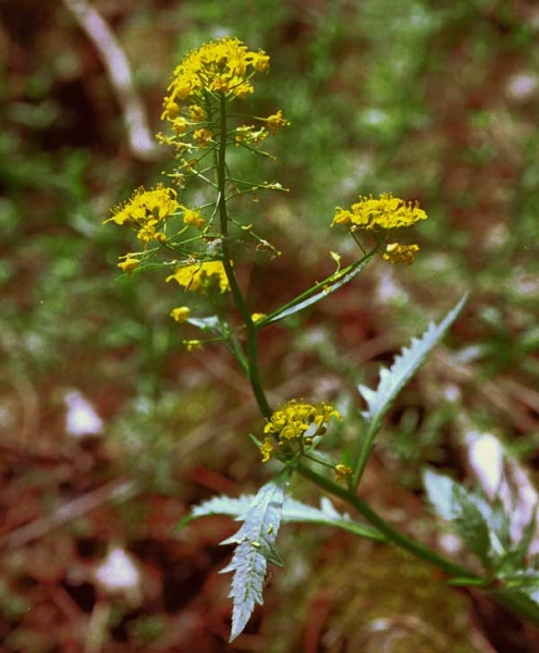 Pflanzenbild gross Wasser-Sumpfkresse - Rorippa amphibia