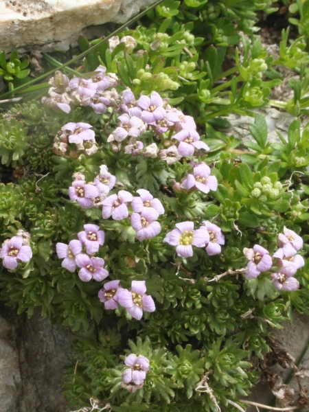 Pflanzenbild gross Steinschmückel - Petrocallis pyrenaica