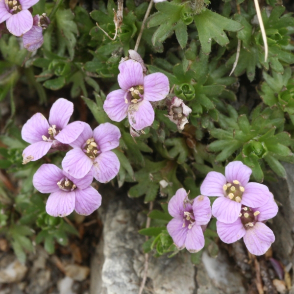 Pflanzenbild gross Steinschmückel - Petrocallis pyrenaica