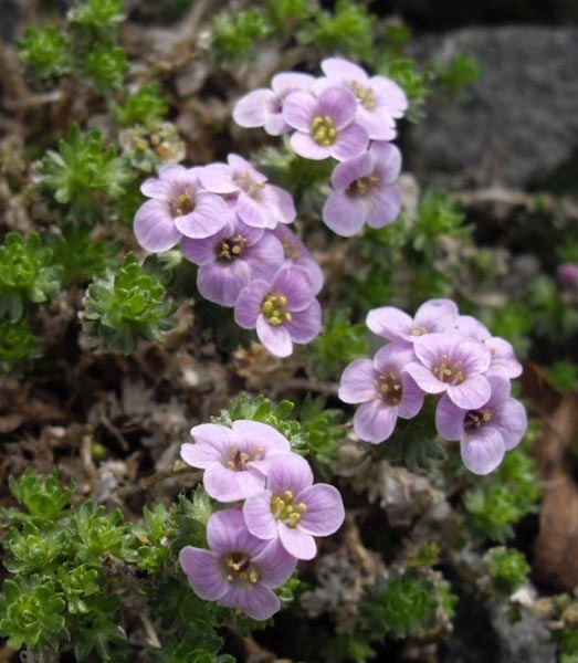 Pflanzenbild gross Steinschmückel - Petrocallis pyrenaica