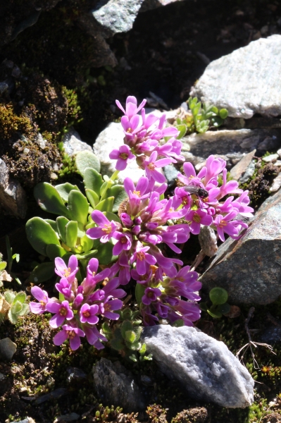 Pflanzenbild gross Doldentraubiges Rundblättriges Täschelkraut - Thlaspi rotundifolium subsp. corymbosum
