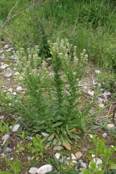 Pflanzenbild gross Feld-Kresse - Lepidium campestre